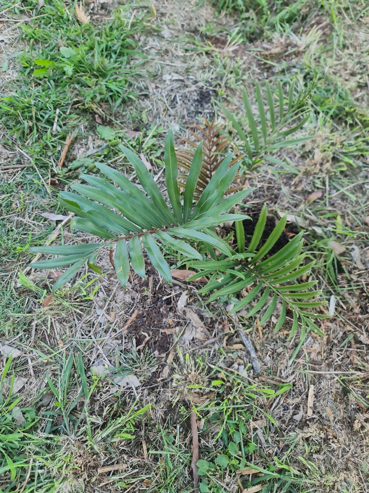 Stangeria eriopus Cycad seedling
