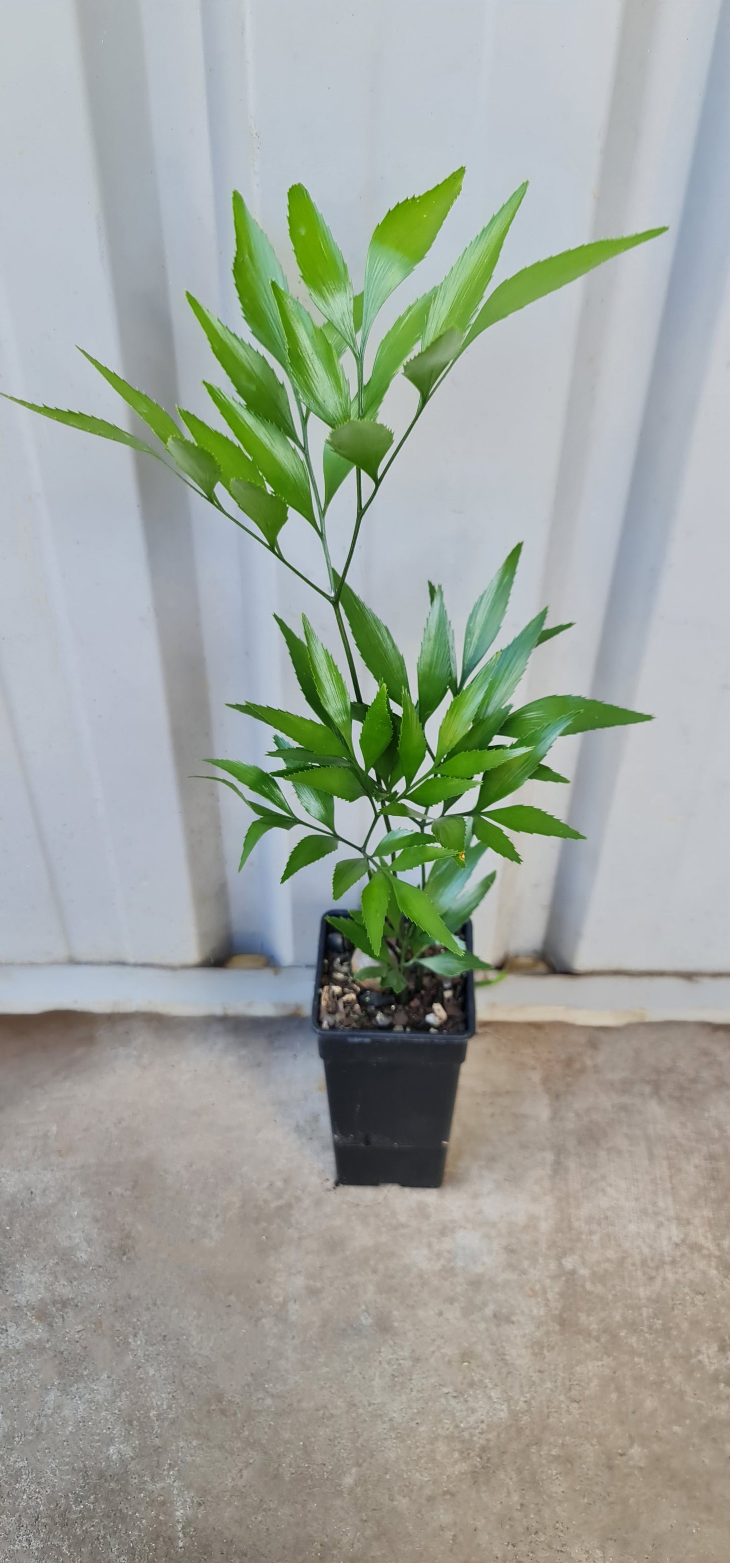 Bowenia serrulata Cycad seedling
