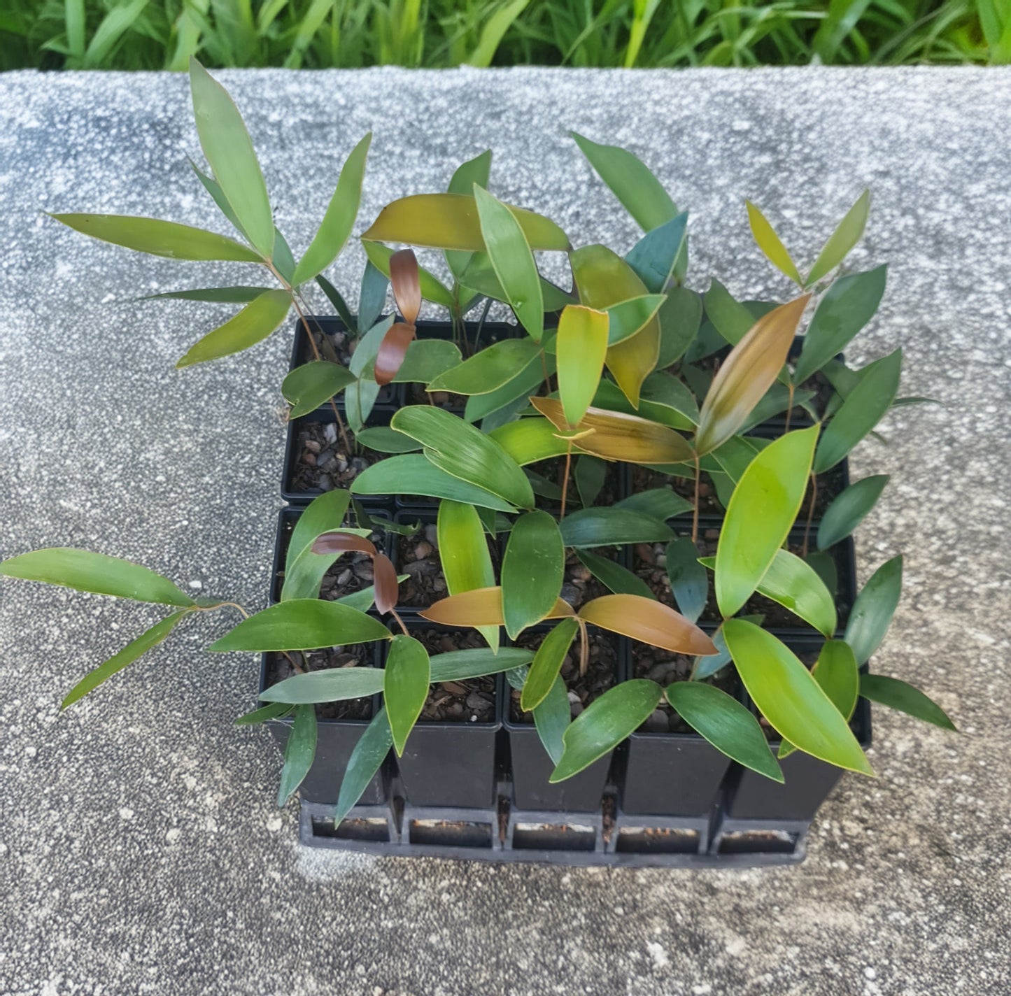 Ceratozamia latifolia "big red" rare Cycad seedling