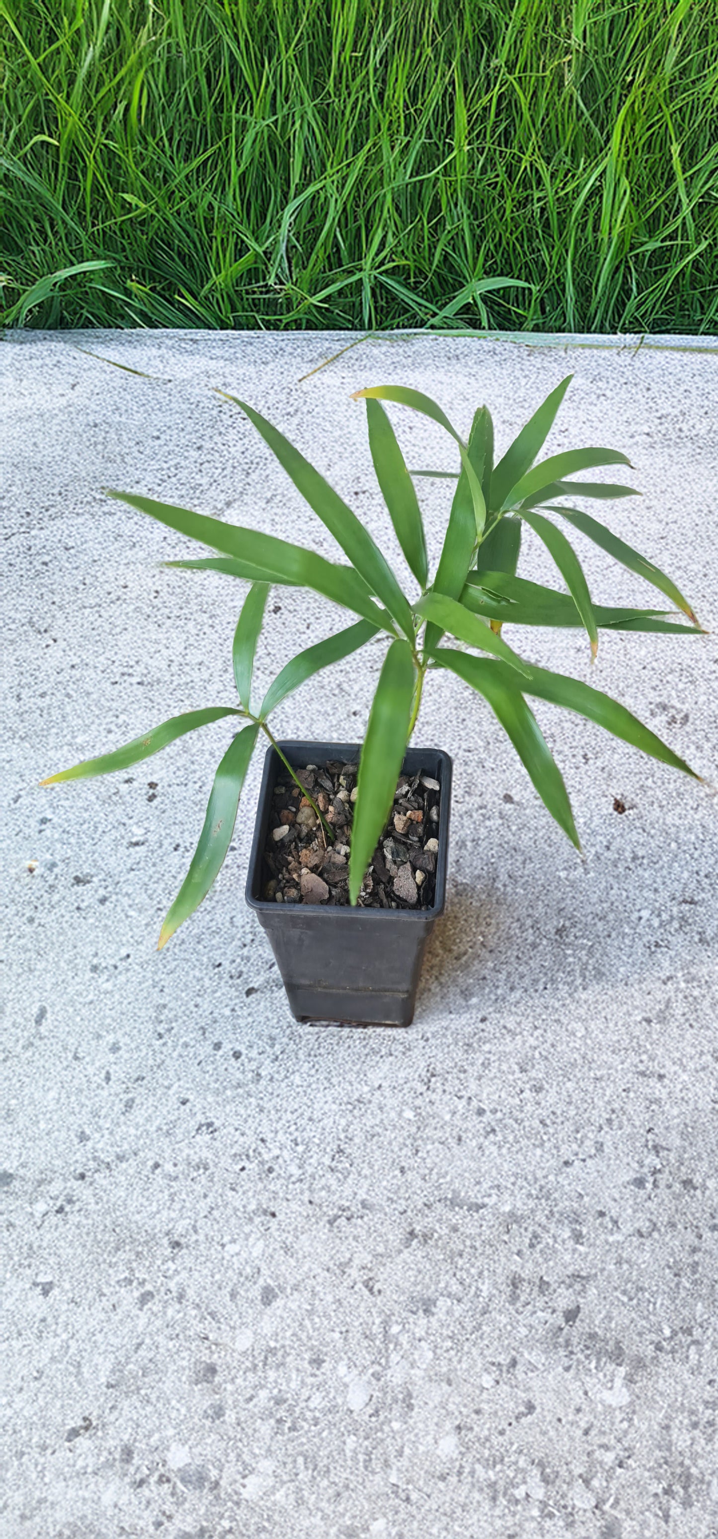 Zamia loddigesii Cycad seedling