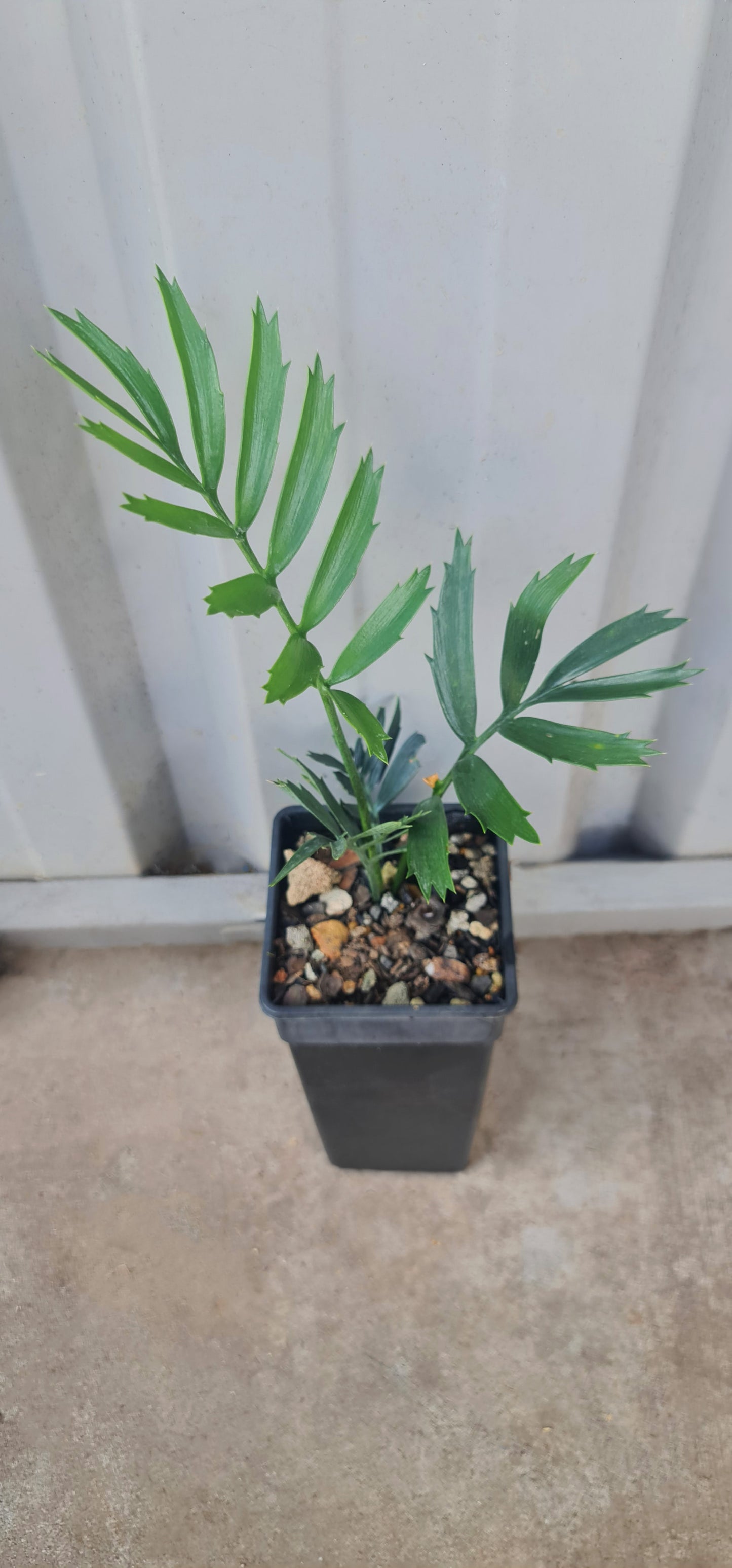Encephalartos trispinosus 3 leaf Cycad seedling
