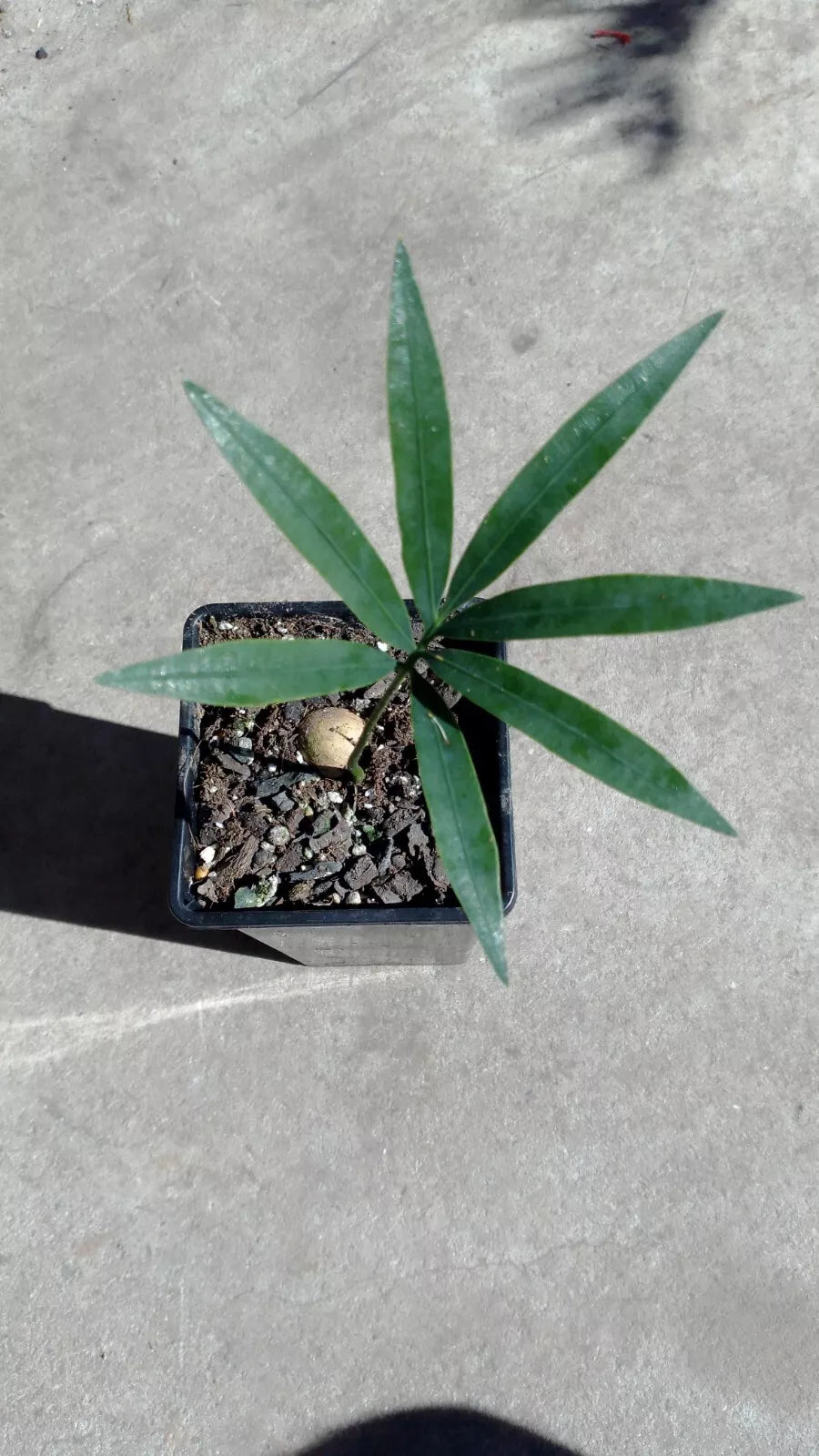 Cycad Cycas tropophylla 2 leaf seedling