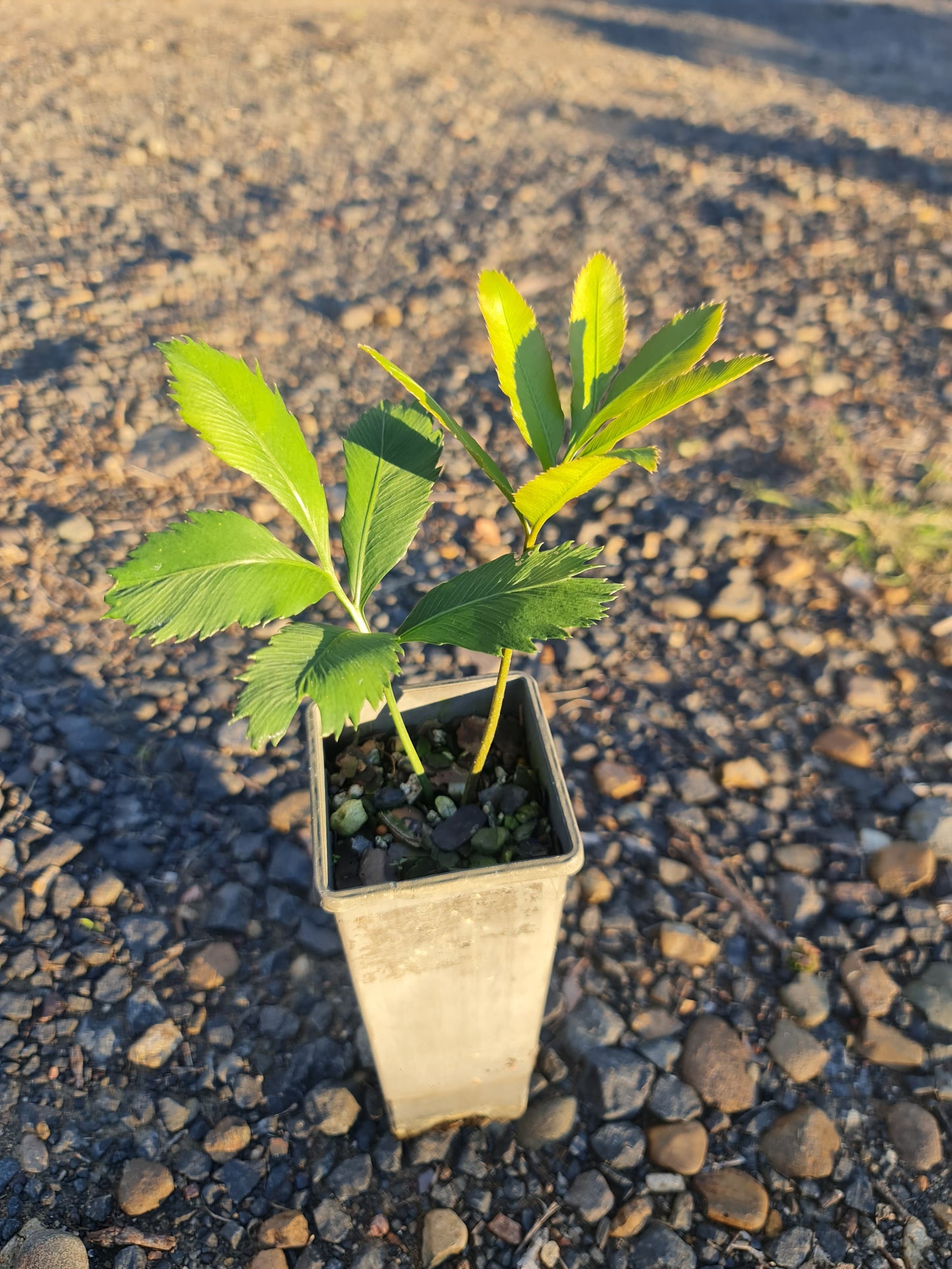 Stangeria eriopus Cycad seedling