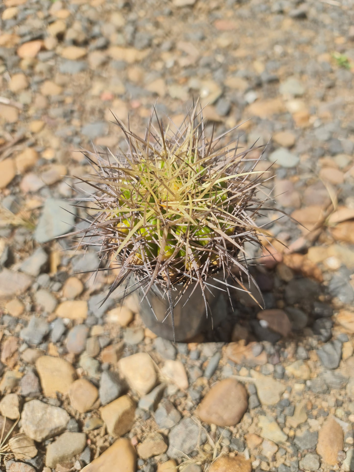 Golden barrel cactus