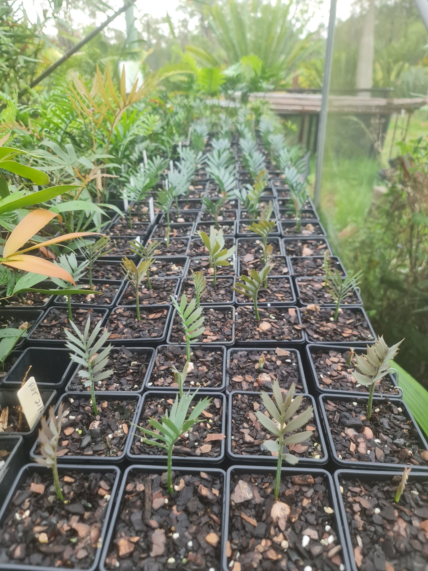 Encephalartos horridus, 2 leaf seedling