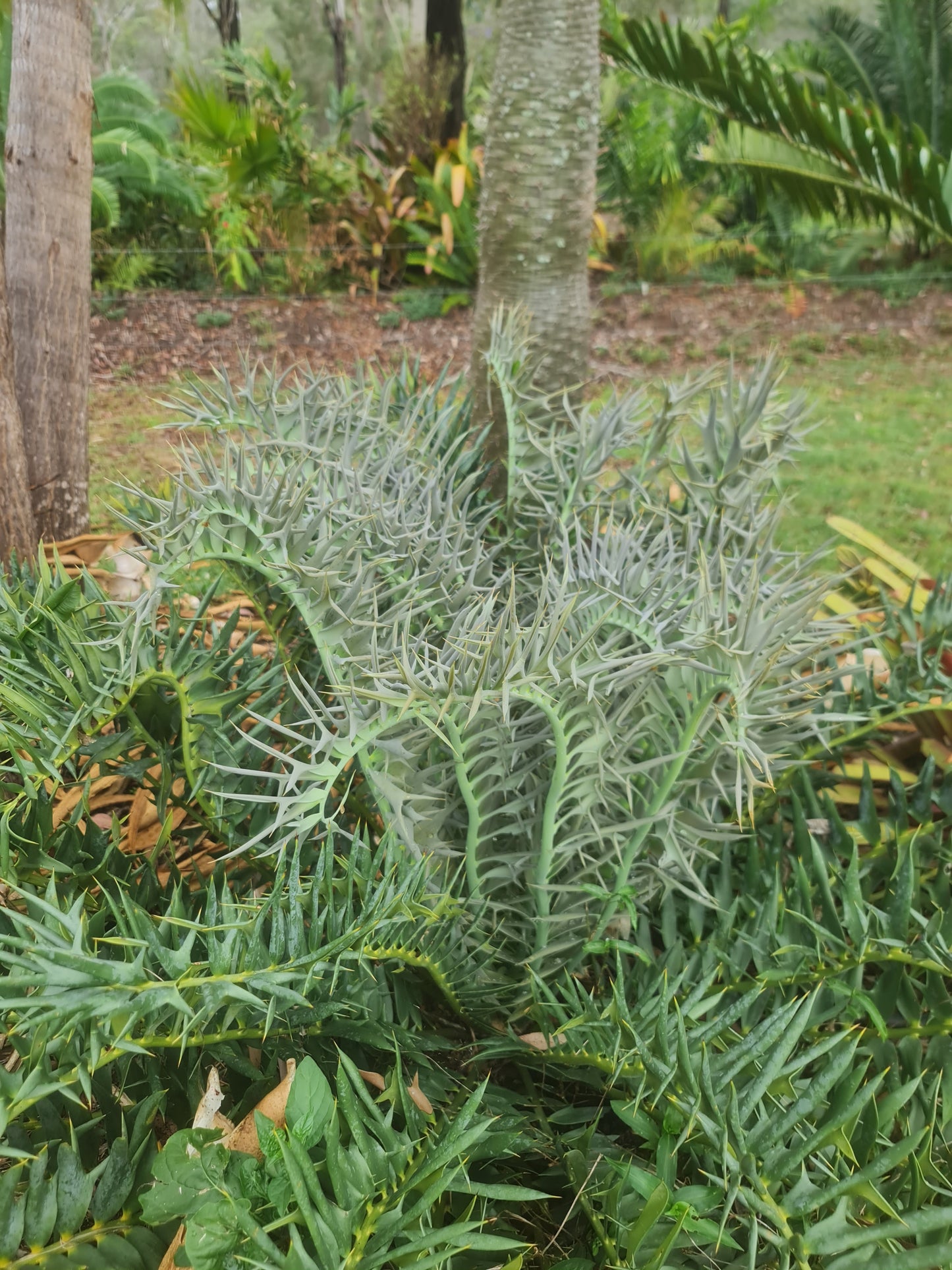 Encephalartos horridus, 2 leaf seedling