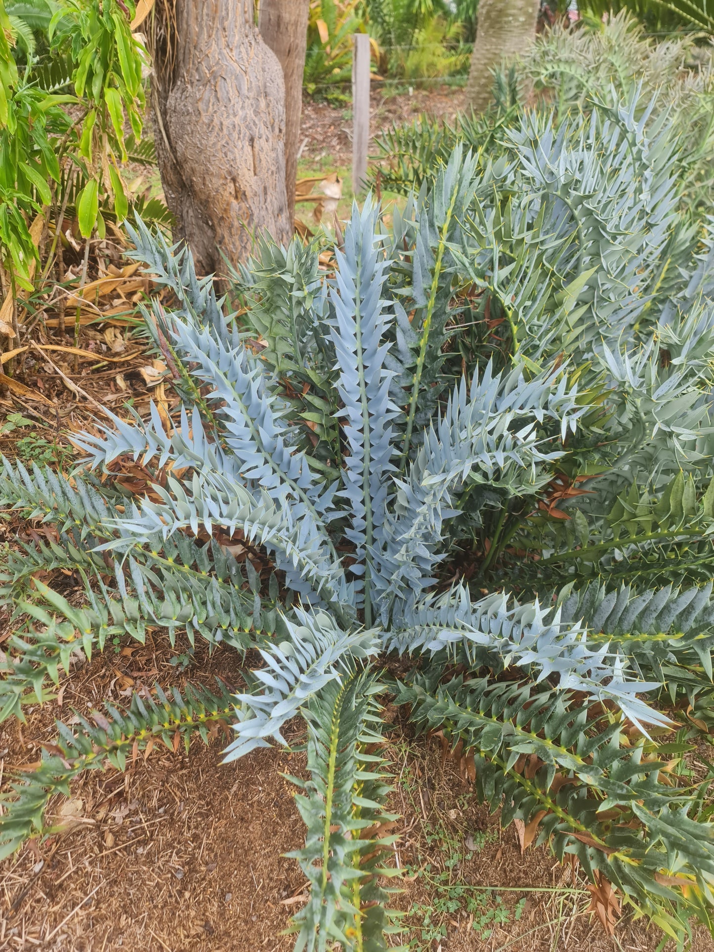 Encephalartos horridus, 2 leaf seedling