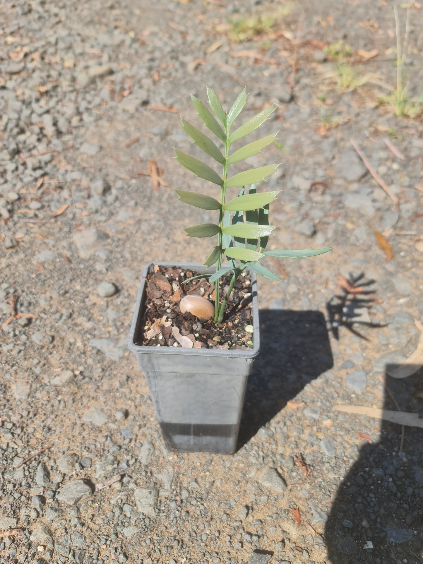Encephalartos horridus, 2 leaf seedling