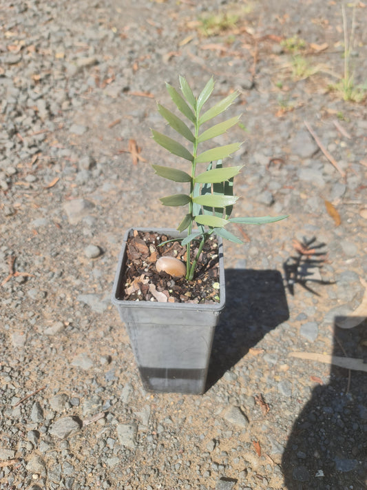 Encephalartos horridus, 2 leaf seedling