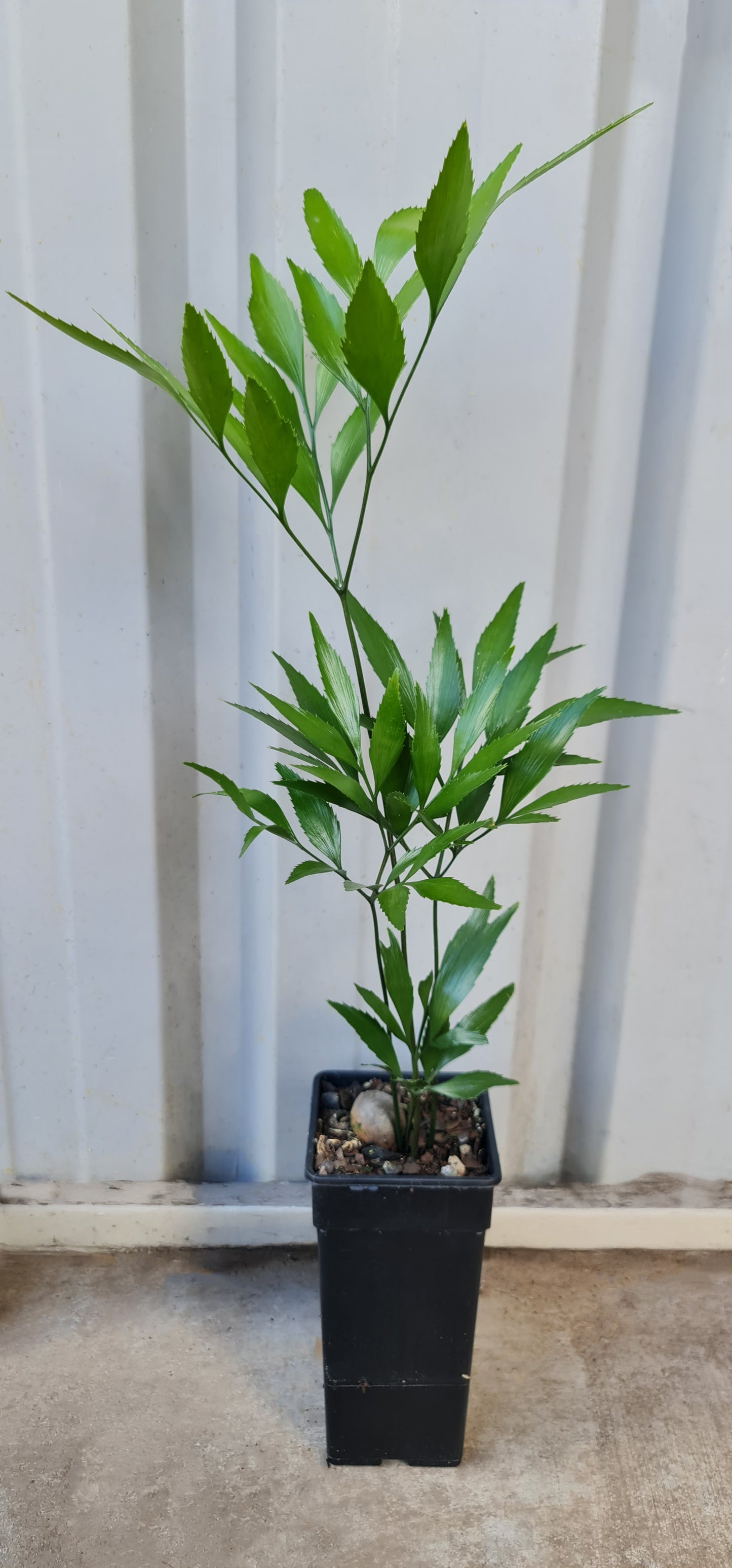 Bowenia serrulata Cycad seedling