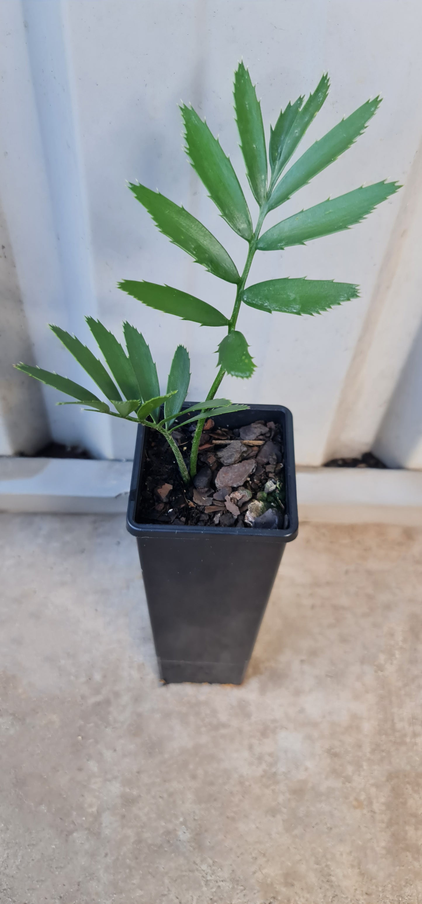 Encephalartos lebomboensis Cycad seedling