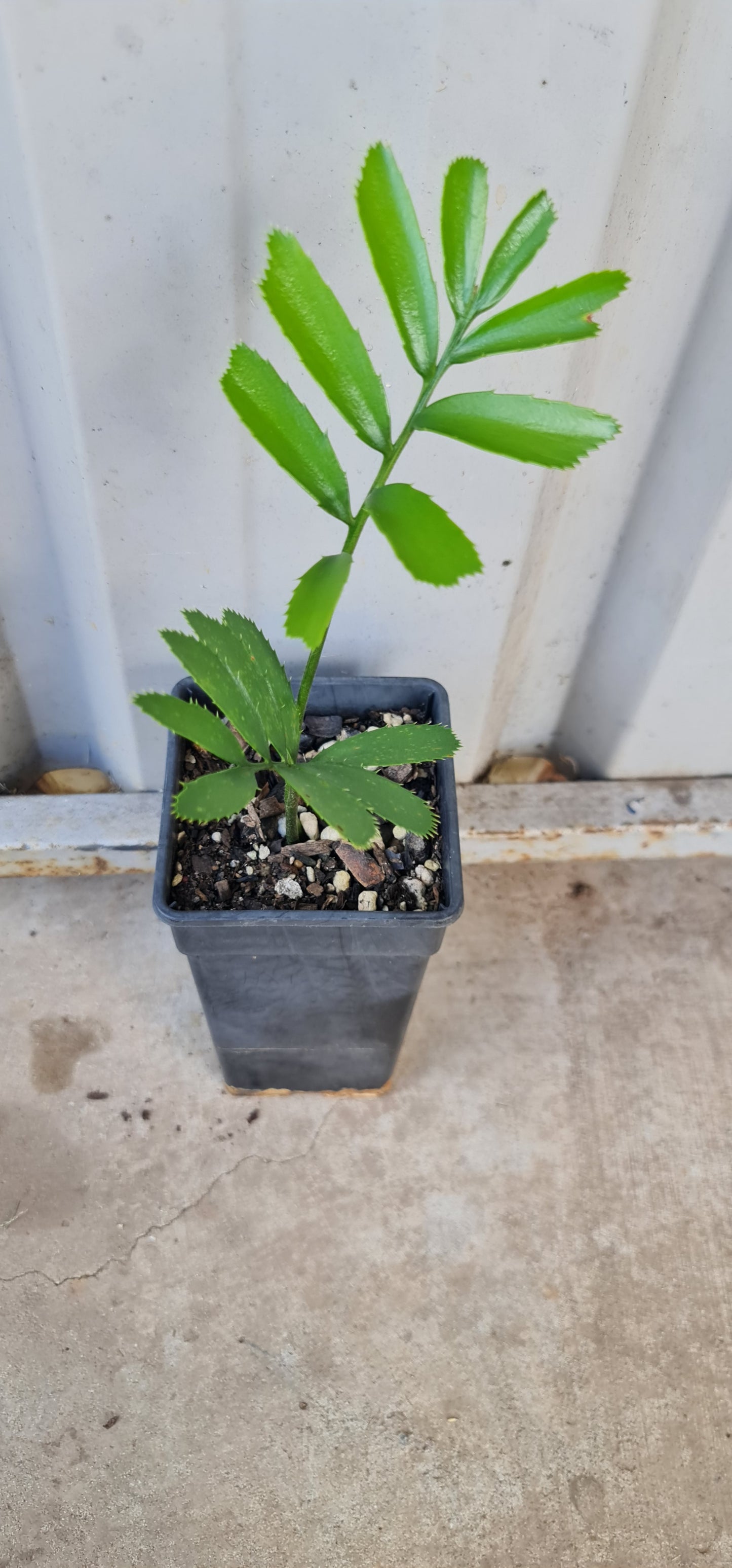 Encephalartos natalensis sikwebezi form Cycad seedling