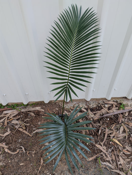 Cycas tropophylla 2 leaf Cycad seedling
