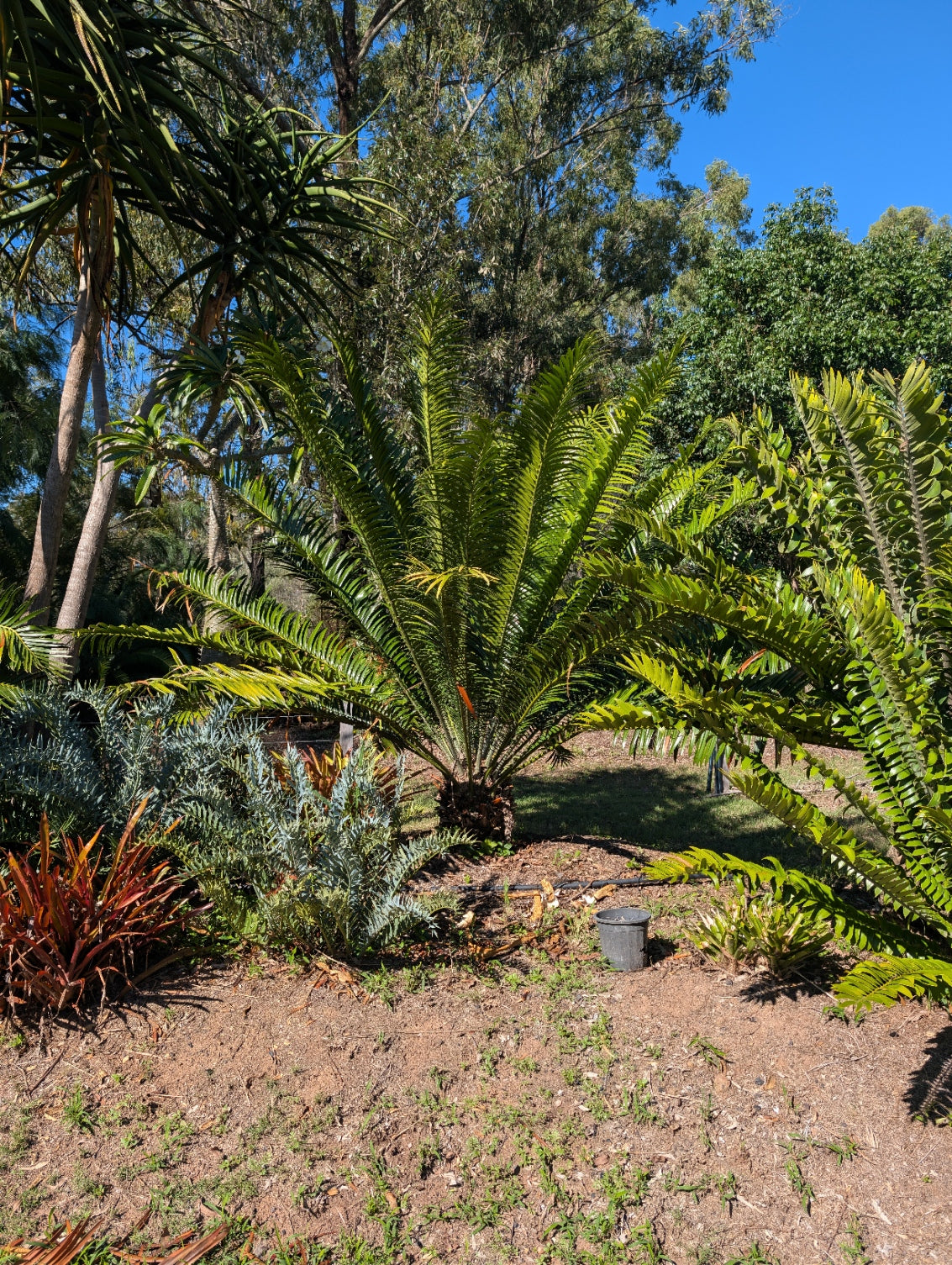 Encephalartos Hildebrandtii Cycad