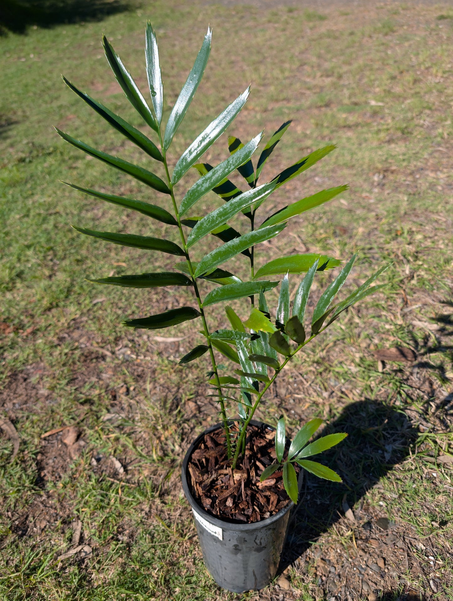 Encephalartos Hildebrandtii Cycad