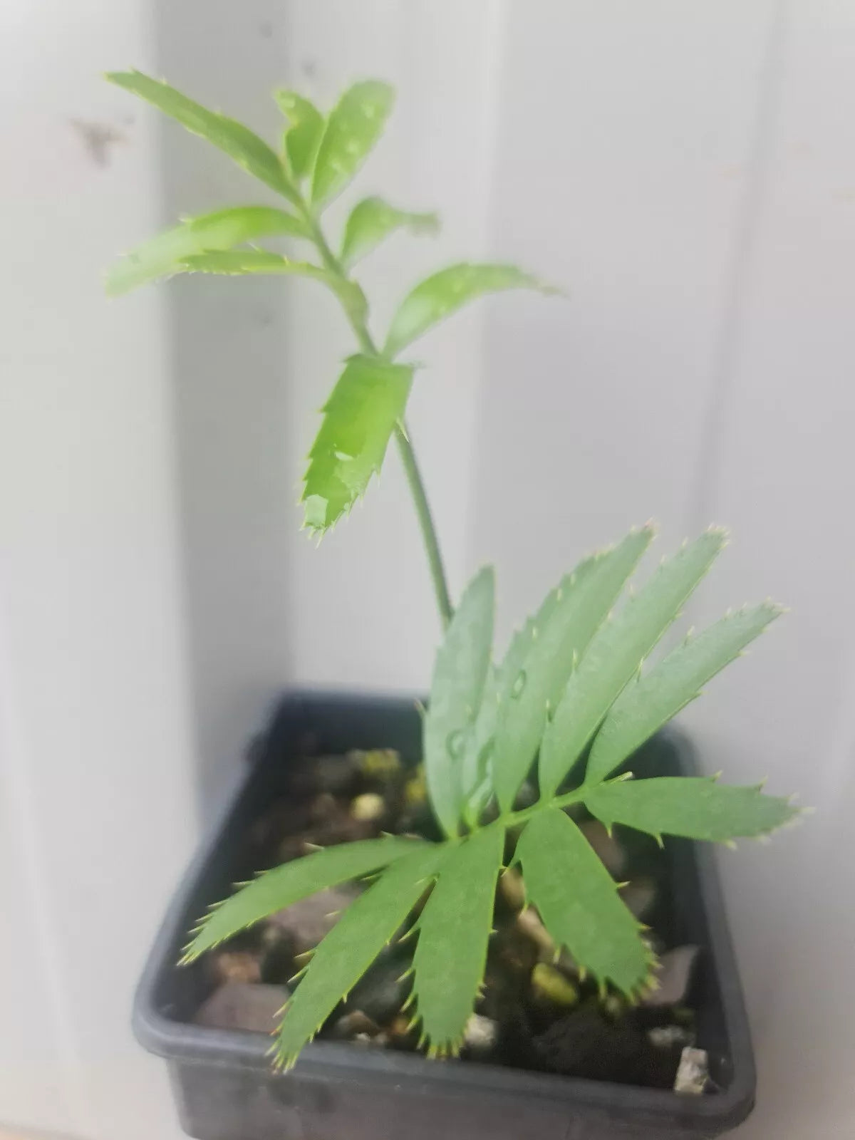 Cycad Rare Encephalartos Senticosus seedlings
