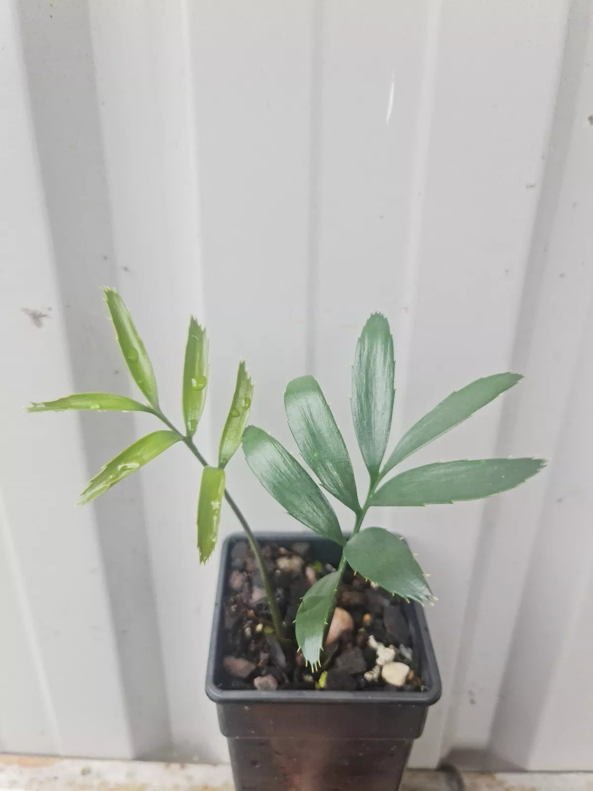 Cycad Rare Encephalartos Hildebrandtii seedlings