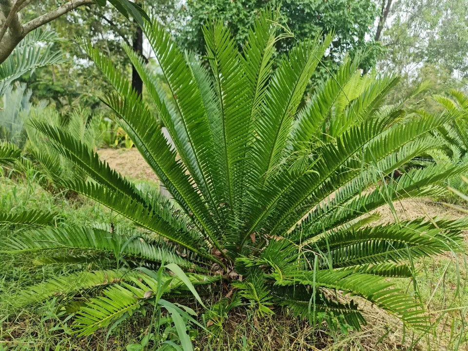 Cycad Rare Encephalartos Senticosus seedlings