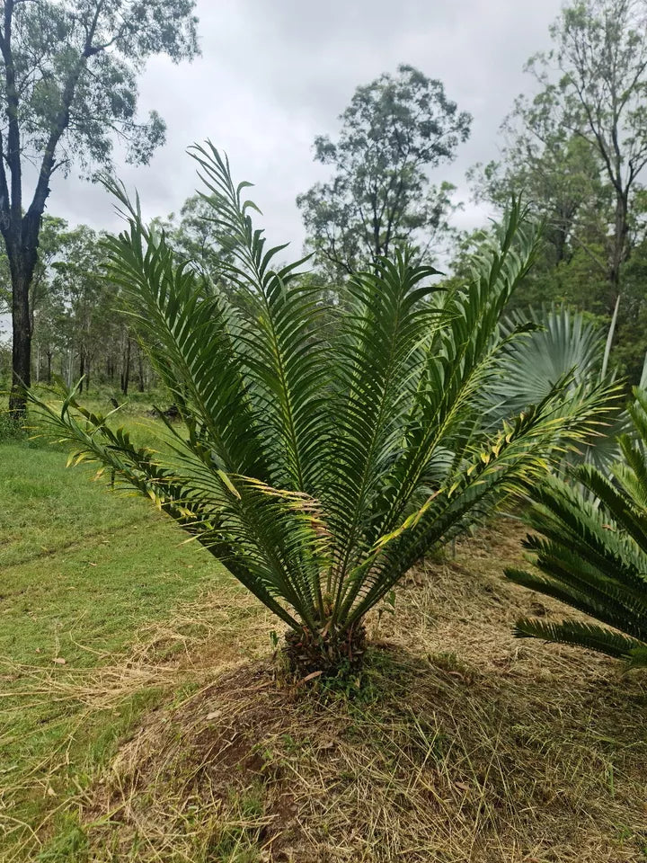 Cycad Rare Encephalartos Hildebrandtii seedlings